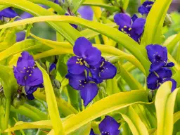 Jak kwitnie trzykrotka? Odkryj jej piękne kolory i pielęgnację