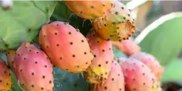 Gdzie kupić likier z opuncji na Malcie? Sprawdź najlepsze miejsca