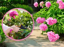 Piwonie po kwitnieniu: Jak przycinać dla zdrowia i obfitości?