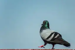 Gdzie zimują dzikie gołębie - poznaj tajemnice ich przetrwania w mieście