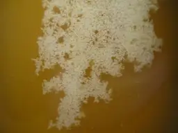 Czy miód spadziowy się krystalizuje? Poznaj zaskakujące fakty