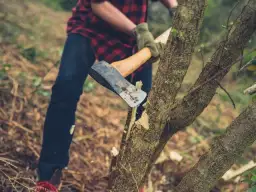Kiedy można wyciąć drzewa na działce? Sprawdź, by uniknąć kar