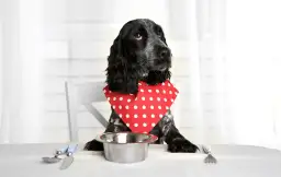 Pies z chorą wątrobą? Jak karmić, by wspierać jego regenerację