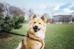 Uśmiechnięty pies w pomarańczowej obroży na spacerze w parku.