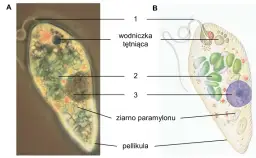 Jakie znaczenie mają protisty dla zdrowia organizmów w Bałtyku?