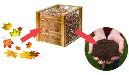 Czy liście dębu nadają się na kompost? Oto co powinieneś wiedzieć!