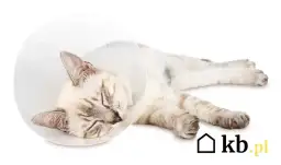 Kastracja kotki: Ile zapłacisz? Pełny kosztorys i jak oszczędzić