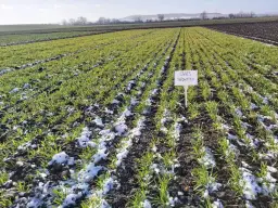 Ile ton owsa z hektara? Dowiedz się o wydajności uprawy