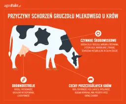 Mastitis - co to jest? Objawy i przyczyny zapalenia piersi