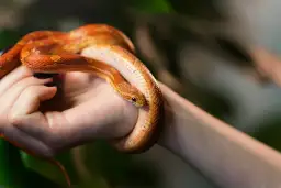 Sen o wężu: znaczenie, symbolika i interpretacja - co oznacza?