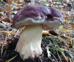 Jak rozpoznać borowika sosnowego: profesjonalne cechy i występowanie