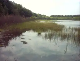 Jezioro lobeliowe w Borach Tucholskich – ich niezwykłe piękno i ochrona