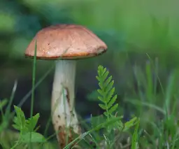 Borowik przyczepkowy - poznaj sekrety rzadkiego skarbu polskich lasów