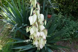 Czy juka kwitnie? Odkryj sekrety jej pięknych kwiatów