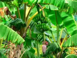 Jak kwitnie banan - poznaj sekrety jego pięknych kwiatów i pielęgnacji