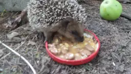 Czym karmić jeża? Dieta, mity i bezpieczne dokarmianie