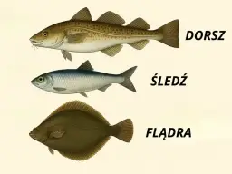 Jakie ryby są w Bałtyku? Odkryj nieznane gatunki i ich tajemnice