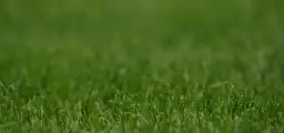  Zakładanie trawnika cena za m2. Ile kosztuje założenie trawnika?