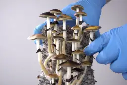 Grzyby Halucynogenne: Działanie, Prawo, Ryzyko i Potencjał Terapeutyczny