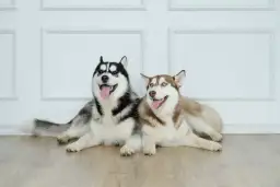 Ile kosztuje husky syberyjski? Sprawdź ceny i uniknij ukrytych kosztów!