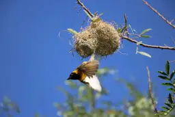 Żółty wikłacz ptak z czarną głową lata obok swojego plecionego gniazda na tle błękitnego nieba.
