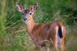 Bezpieczna dziczyzna dla dzieci: Zagrożenia, które musisz znać