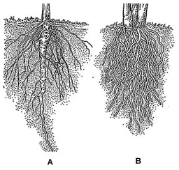 Palowy system korzeniowy: Co warto wiedzieć o tej specyficznej roślinie?