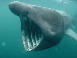 Rekin olbrzymi z otwartym pyskiem pod wodą.