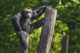 Szympansy z lasu Bili odpoczywają na pniach, jeden z nich opiera się o drewno, patrząc wprost na widza.