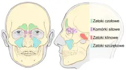 Jak leczyć zatoki u dziecka: skuteczne metody i domowe sposoby