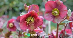 Kwiaty które kwitną wiosną - odkryj najpiękniejsze gatunki do ogrodu