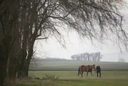 Odrobaczanie konia przed czy po jedzeniu - co wybrać dla zdrowia?