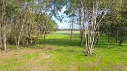 Samosiejki na działce budowlanej: Jak legalnie je usunąć?