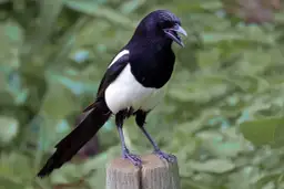 Sroka z otwartym dziobem siedzi na pniu. Czy sroka odlatuje na zimę?