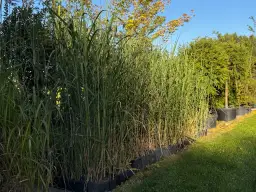 Jak prawidłowo sadzić miskanta olbrzymiego na żywopłot – uniknij błędów i ciesz się efektem