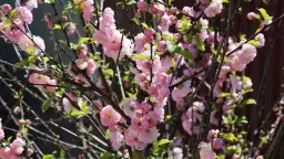 Jak wydłużyć kwitnienie migdałka? Praktyczne porady