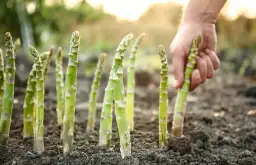 Jak rośnie szparag? Przewodnik po uprawie i pielęgnacji dla ogrodników