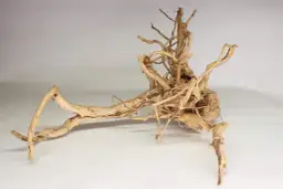 Jakie drewno do akwarium wybrać - kompletna lista bezpiecznych gatunków