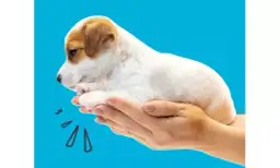 Czy szczeniaki szybko oddychają? Poznaj przyczyny i objawy zdrowotne