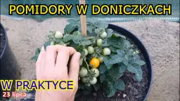 Jak uprawiać pomidory w donicach i uniknąć najczęstszych błędów