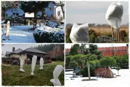 Ochrona roślin na zimę: jak okryć katalpę i inne drzewka przed mrozem. Białe kaptury chronią młode drzewka i krzewy.