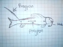 Haczyk na sandacza z gruntu: Klucz do pewnego zacięcia? Poradnik