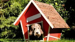 Jak zrobić budę dla psa? Poradnik DIY: zbuduj dom marzeń!