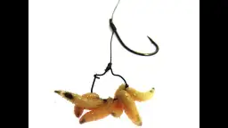 Jak zakładać białego robaka na haczyk? Skuteczne metody i porady