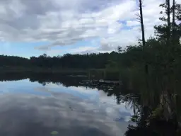 Jezioro Bolechowskie: ukryty skarb Puszczy Zielonki czeka na Ciebie