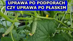 Jak uprawiać ogórki na podporach i uniknąć najczęstszych błędów