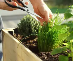 Jak siać szczypiorek do gruntu, by uniknąć najczęstszych błędów