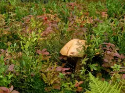 Grzyby psylocybinowe w Norwegii: Czy są legalne? Co grozi?