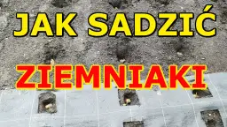 Jak uprawiać ziemniaki: skuteczne metody na zdrowe plony w ogrodzie