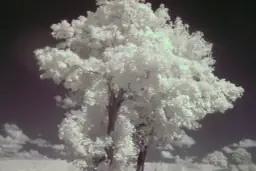 Niezwykła fotografia ir. Drzewo o białych liściach na tle ciemnego nieba.